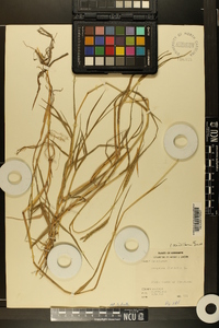 Paspalum distichum image