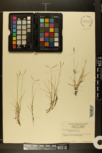 Paspalum distichum image