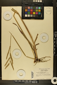 Paspalum floridanum image