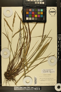 Paspalum floridanum image