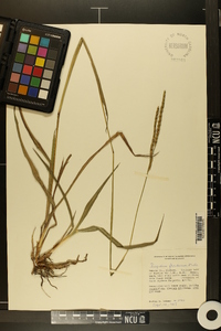 Paspalum floridanum image