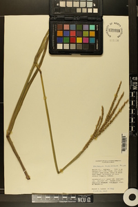 Paspalum floridanum image