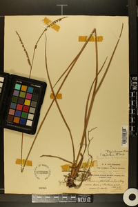 Paspalum floridanum image