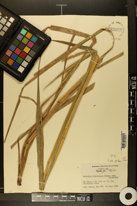 Paspalum floridanum image