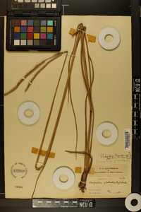 Paspalum floridanum image