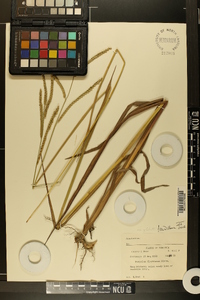 Paspalum floridanum image