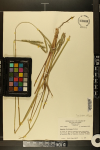 Paspalum floridanum image