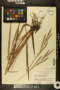 Paspalum floridanum image