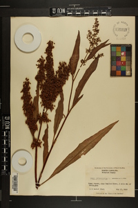 Rumex verticillatus image