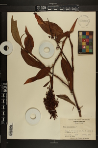 Rumex verticillatus image