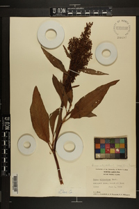 Rumex verticillatus image