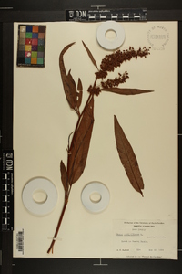 Rumex verticillatus image