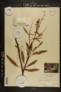 Rumex verticillatus image