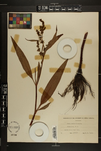 Rumex verticillatus image