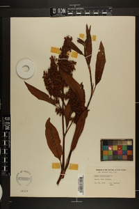 Rumex verticillatus image