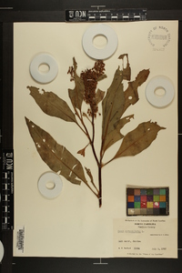 Rumex verticillatus image