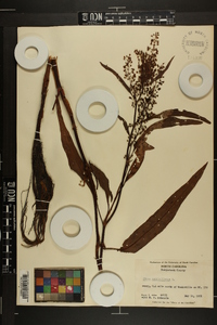 Rumex verticillatus image