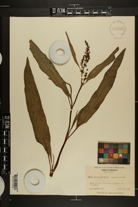 Rumex verticillatus image