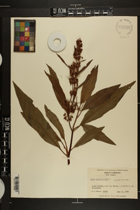 Rumex verticillatus image