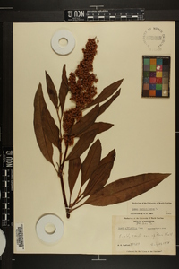 Rumex verticillatus image