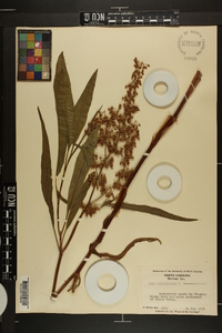 Rumex verticillatus image