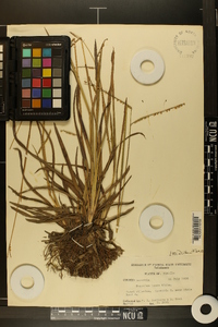 Paspalum laeve image