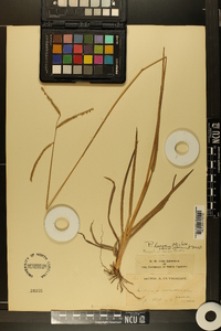 Paspalum laeve image