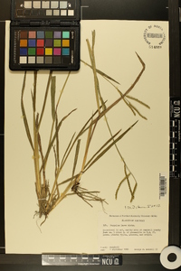 Paspalum laeve image