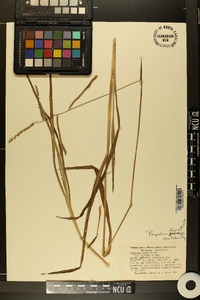 Paspalum laeve image