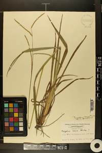 Paspalum laeve image