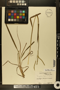 Paspalum laeve image