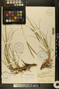 Paspalum laeve image