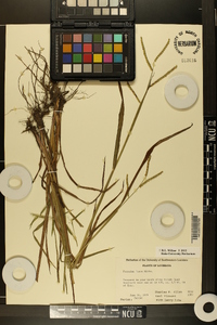 Paspalum laeve image