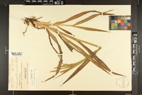 Paspalum floridanum var. glabratum image