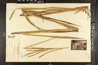 Paspalum floridanum image