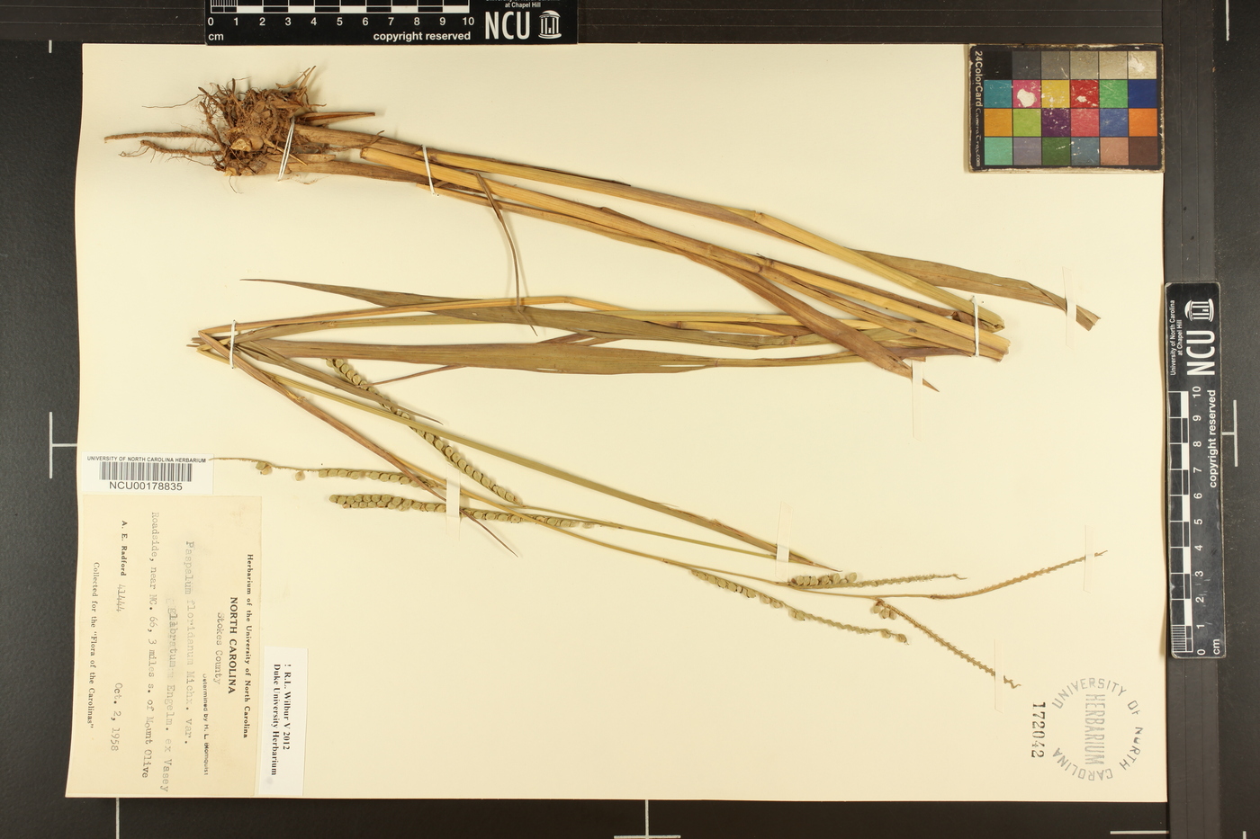 Paspalum floridanum var. glabratum image