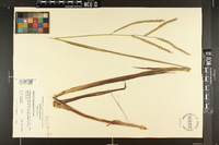 Paspalum floridanum image