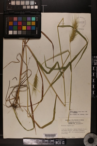 Elymus glabriflorus image