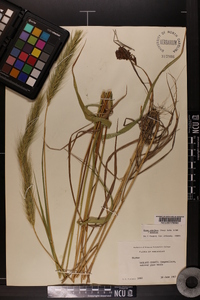 Elymus glabriflorus image