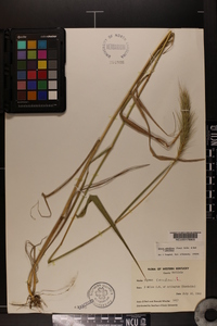 Elymus glabriflorus image