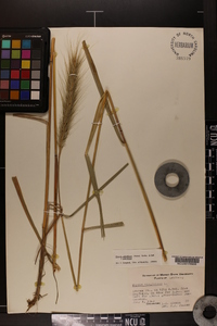 Elymus glabriflorus image