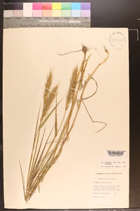 Elymus glabriflorus image