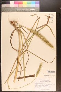 Elymus glabriflorus image