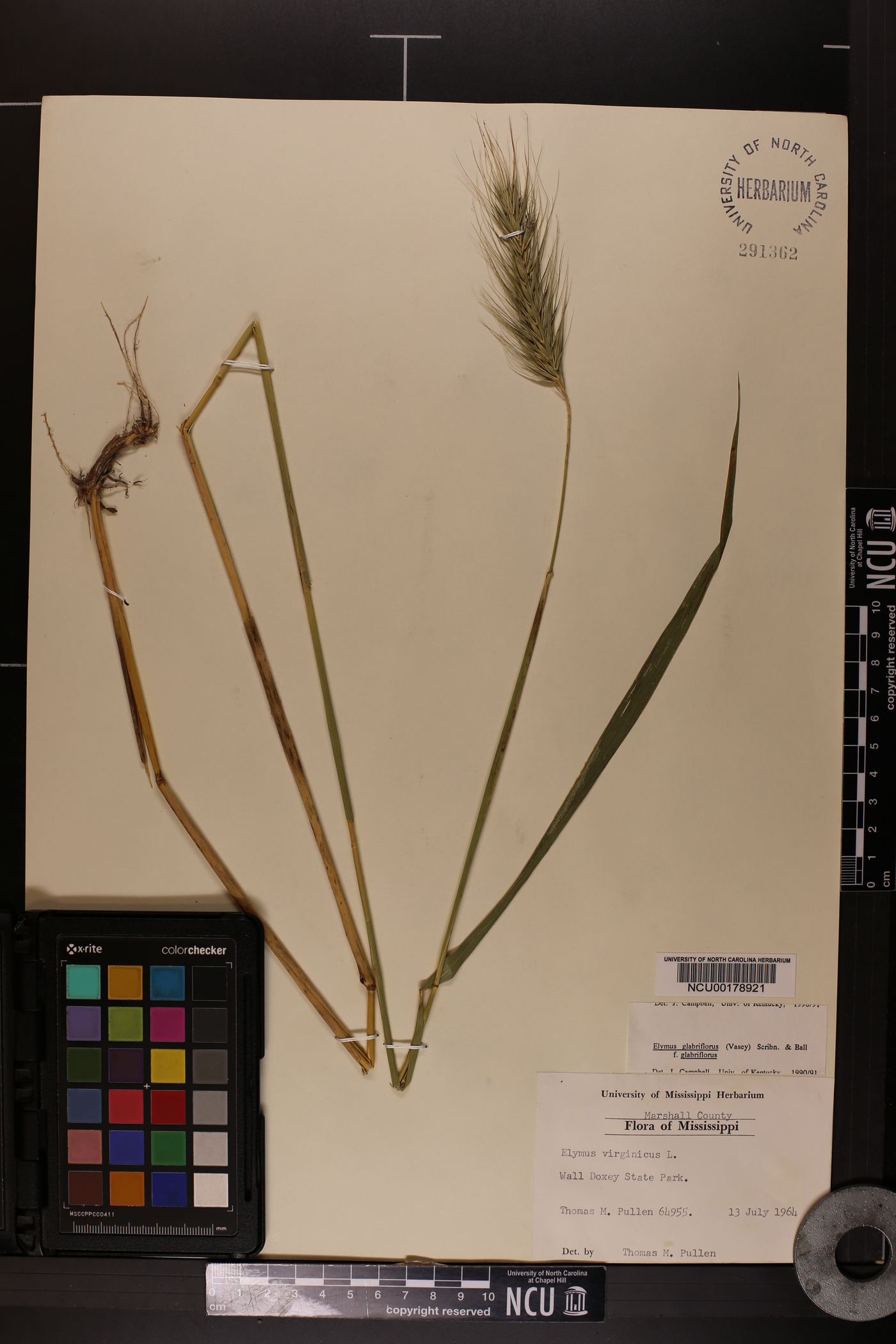 Elymus glabriflorus image