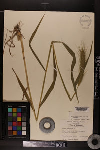 Elymus glabriflorus image