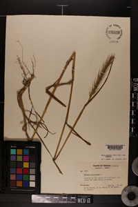 Elymus glabriflorus image