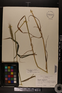 Elymus glabriflorus image