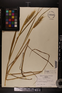 Elymus glabriflorus image