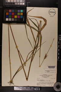 Elymus glabriflorus image