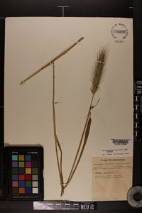 Elymus glabriflorus image